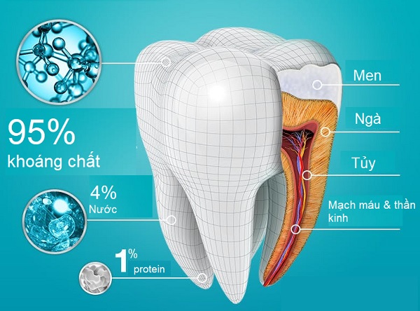 Men răng là gì? Vai trò của men răng? 