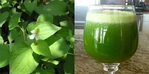 Trị nhiệt miệng bằng rau diếp cá