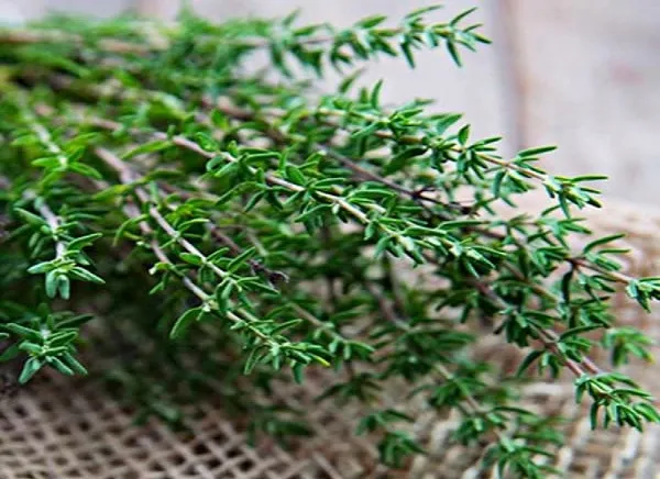 Cỏ xạ hương (thyme)