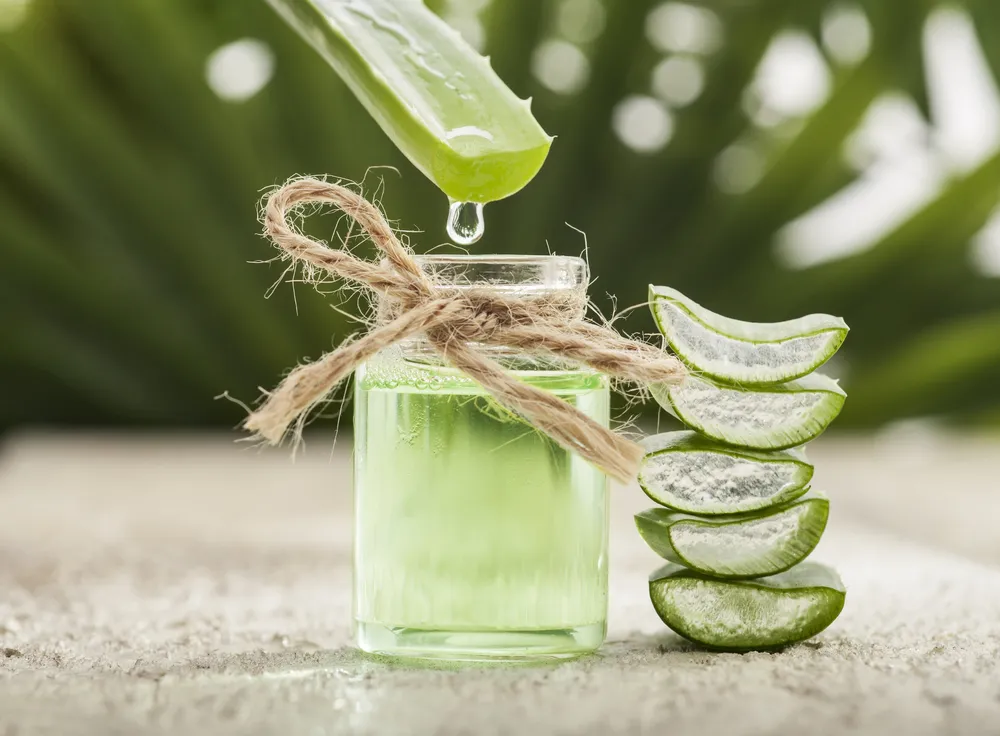 trị sưng nướu răng tại nhà bằng nha đam