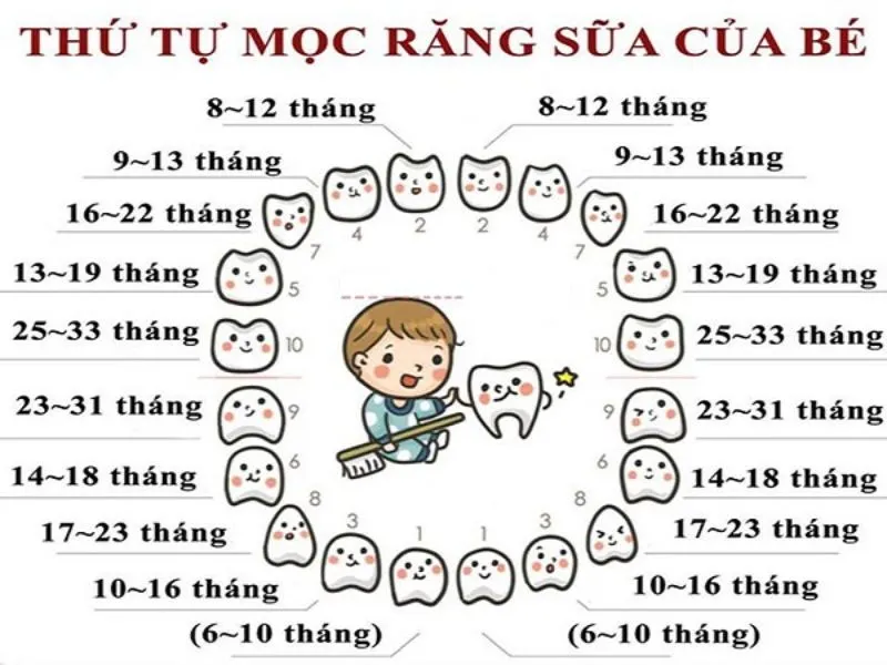 Thứ tự mọc răng ở trẻ như thế nào