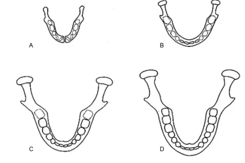 Cấu tạo của răng sữa trong sự phát triển của trẻ